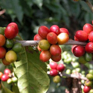 Coffee cherries