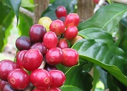 Picking coffee