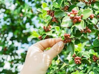 Coffee harvesting