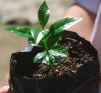 baby coffee tree
