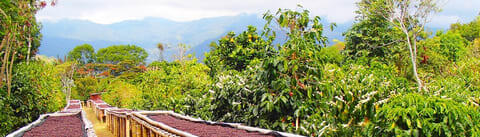 Coffee cherries drying