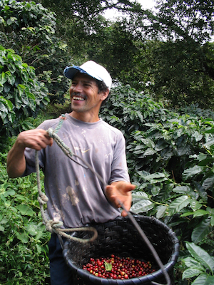 Coffee harvesting