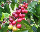 coffee cherries