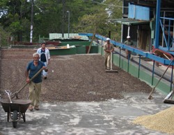 coffee drying