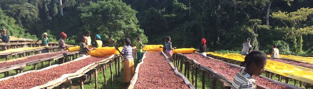 Coffee cherries drying