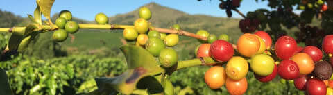 Coffee cherries