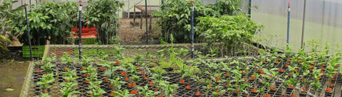 Coffee Brazil seedlings